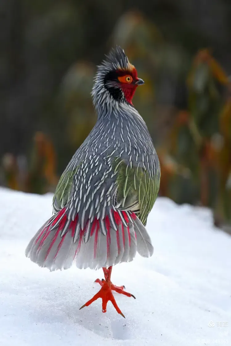 云南丽江老君山雪地上漂亮的血雉们